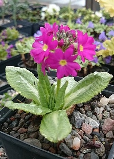 Primula rosea - 8cm pot 